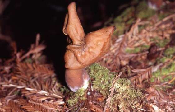 Image of Gyromitra