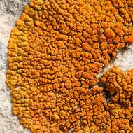 Image of elegant orange wall lichen