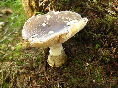 Plancia ëd Amanita excelsa (Fr.) Bertill. 1866