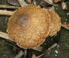 Image of Inocybe