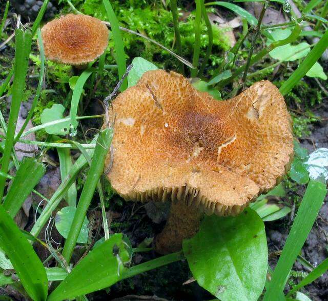 Image of Inocybe unicolor Peck 1898