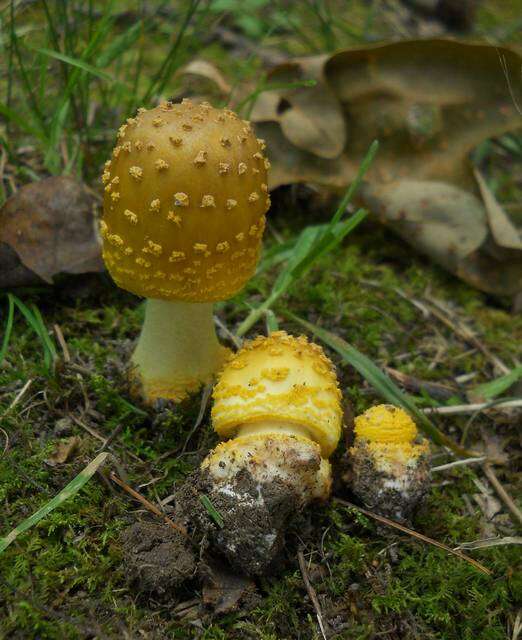 Image of <i>Amanita flavorubens</i>