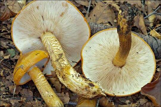 Imagem de Tricholoma aurantium (Schaeff.) Ricken 1914