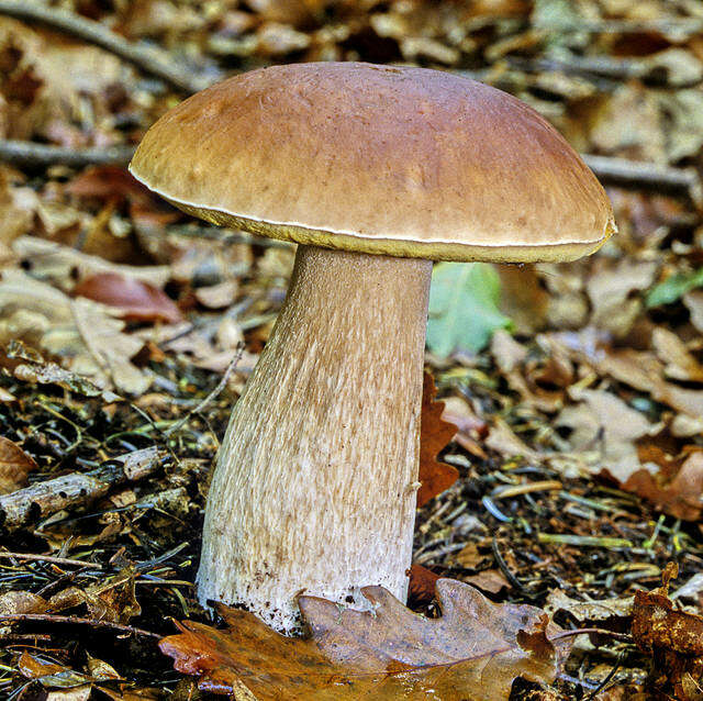 Image of Boletus