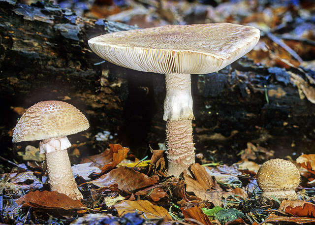 Image of Amanita