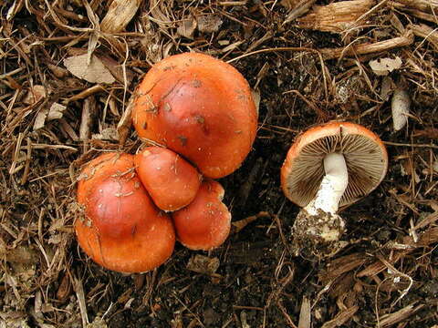 Image of Leratiomyces