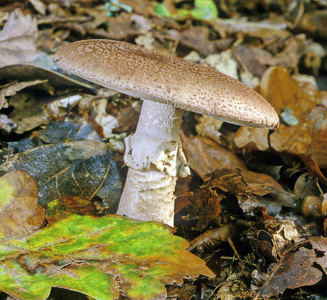 Image of Amanita