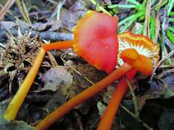 Image of waxcaps (fungi)