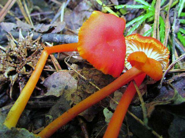 Image of waxcaps (fungi)