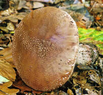 Image of Amanita