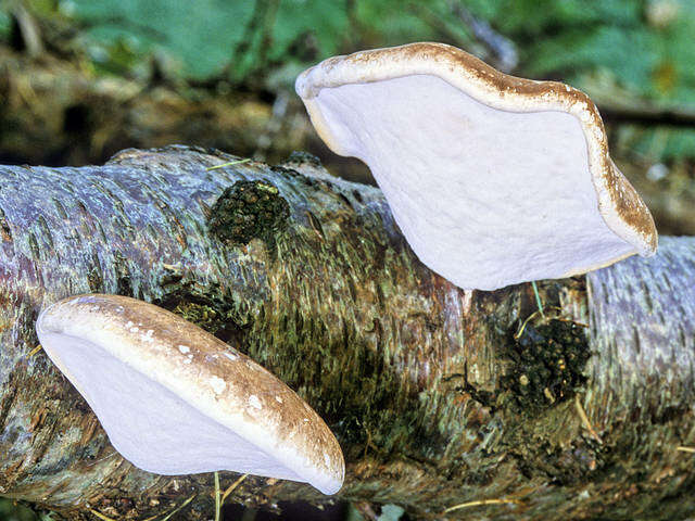 Fomitopsis resmi