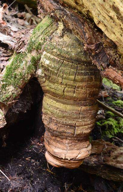 Image de Fomitopsis