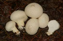 Imagem de Lycoperdon