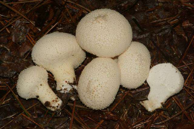 Imagem de Lycoperdon