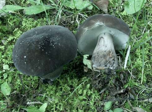 Imagem de Tylopilus