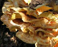 Image de Laetiporus