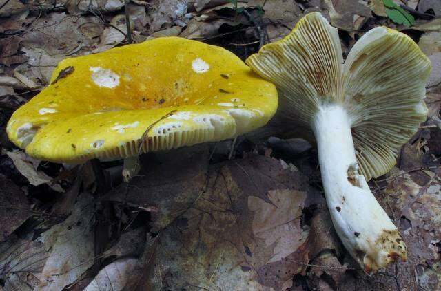 Image of Russula ochroleucoides Kauffman 1917