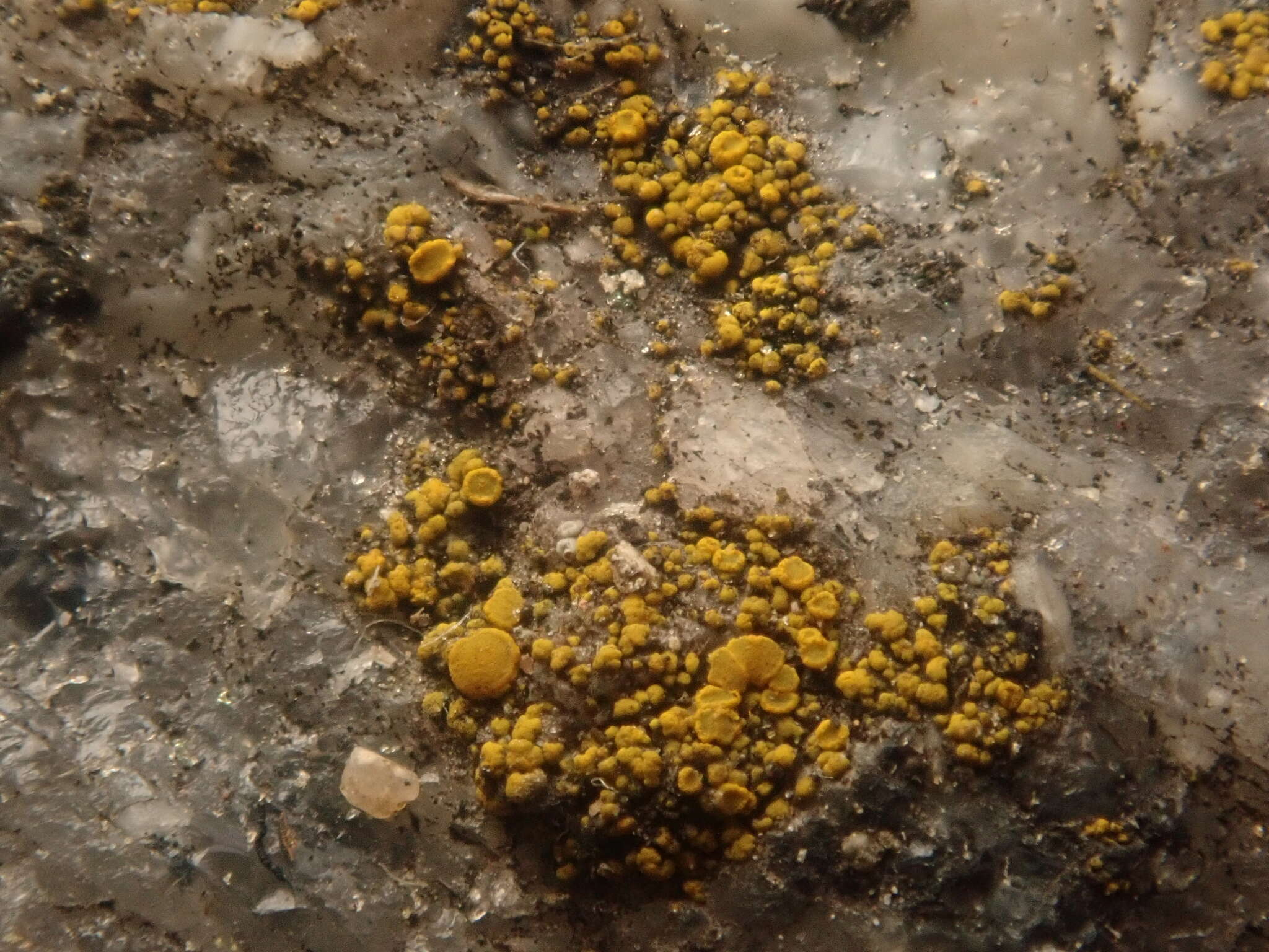 Image of eggyolk lichen