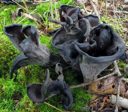 Image of Craterellus