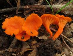 Cantharellus cinnabarinus (Schwein.) Schwein. 1832 resmi