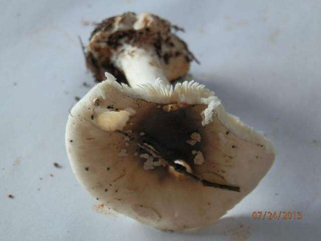 Image of Cleft-footed Amanita