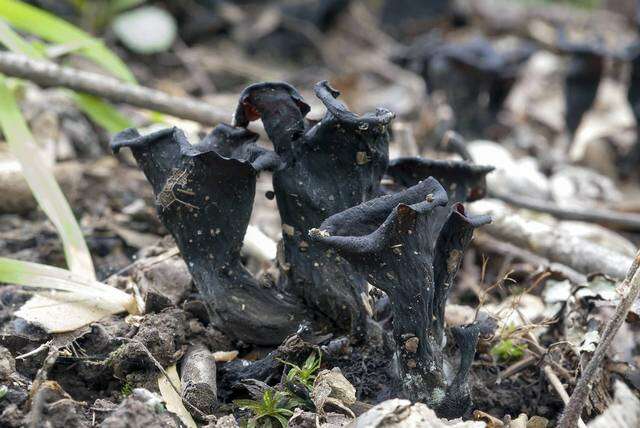 Image of Craterellus