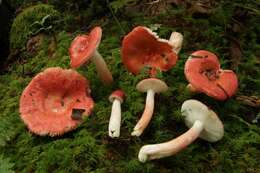 Image of Russula peckii Singer 1943