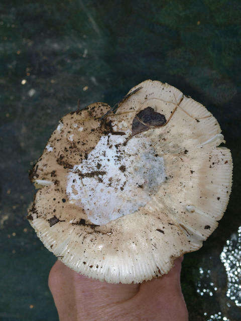 Image of Amanita calyptratoides Peck 1909