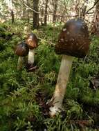 Image of Amanita brunnescens G. F. Atk. 1918