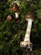 Image of Cleft-footed Amanita