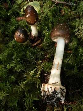 Image of Amanita brunnescens G. F. Atk. 1918