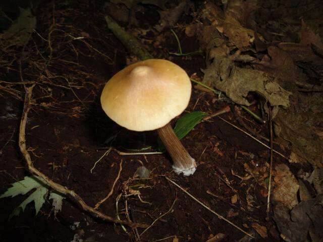 Imagem de Entoloma strictius (Peck) Sacc. 1887