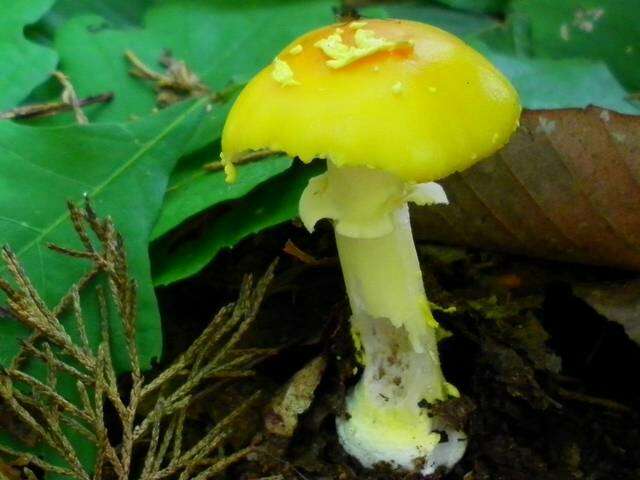 Слика од Amanita flavoconia G. F. Atk. 1902