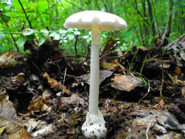 Image of Amanita bisporigera G. F. Atk. 1906