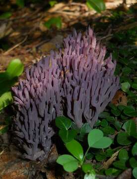 Image of Clavaria