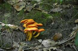 Image of Omphalotus