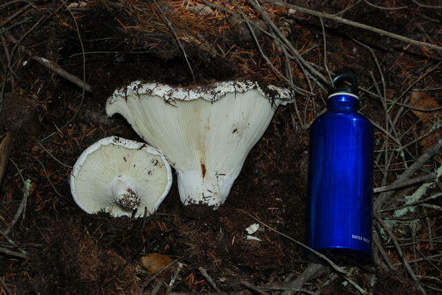 Russula brevipes Peck 1890 resmi