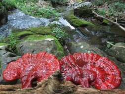 Image of Ganoderma tsugae Murrill 1902