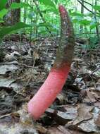 Image of Elegant stinkhorn