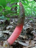 Image of Elegant stinkhorn