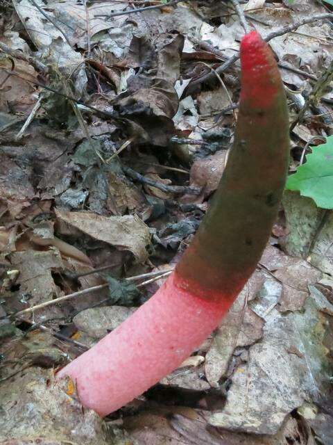 Image of Elegant stinkhorn