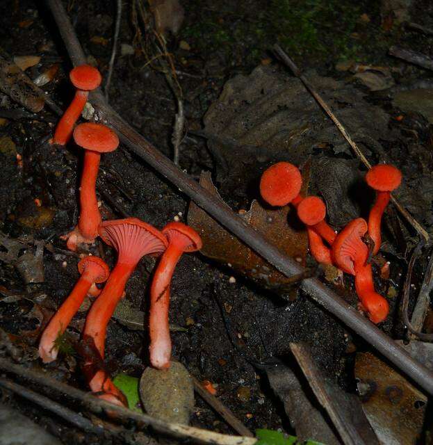 Cantharellus cinnabarinus (Schwein.) Schwein. 1832 resmi