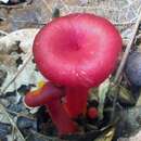 Sivun Hygrocybe appalachianensis (Hesler & A. H. Sm.) Kronaw. 1998 kuva