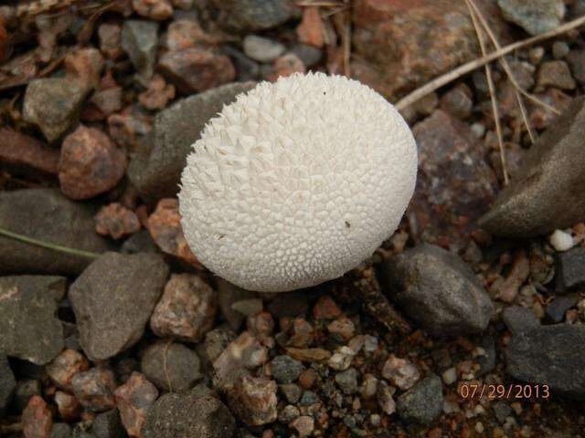 Imagem de Lycoperdon