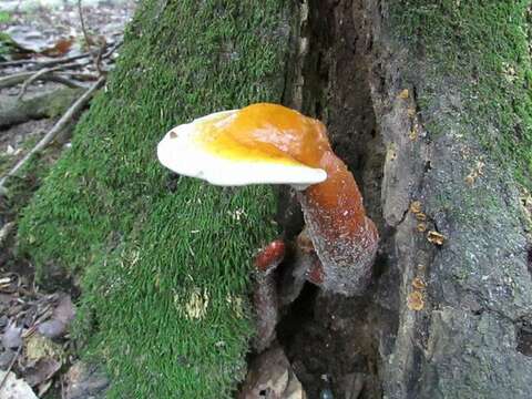 Image of Ganoderma