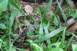 Image of Chinese Ratsnake