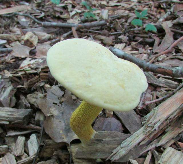 Image of Retiboletus