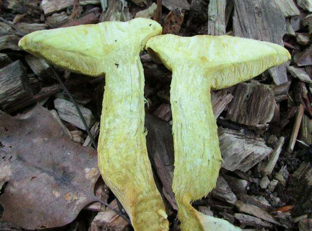 Image of Retiboletus