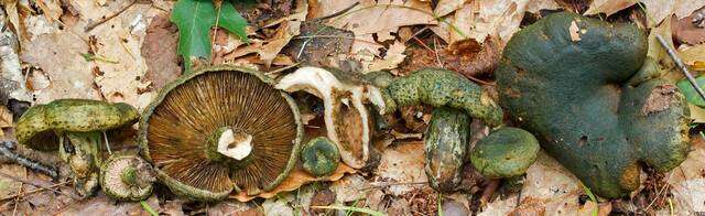 Слика од Lactarius atroviridis Peck 1889