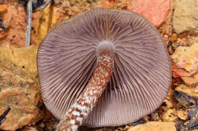 Image of Psilocybe zapotecorum R. Heim 1957